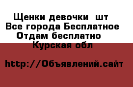 Щенки девочки 4шт - Все города Бесплатное » Отдам бесплатно   . Курская обл.